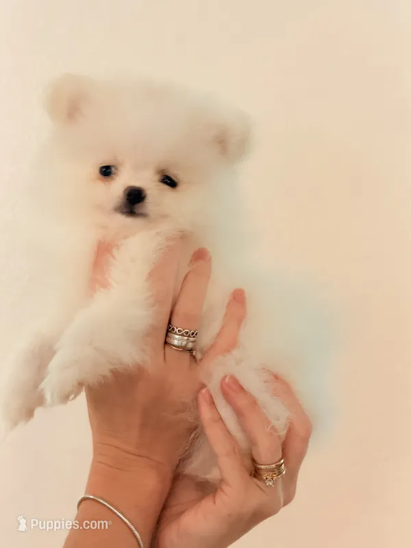 Pomeranian Kuster  – Pomeranian puppy for sale in Saint Cloud, FL