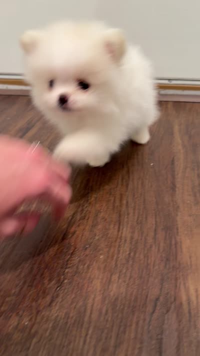Pomeranian Kuster , a male Pomeranian for sale in Saint Cloud, FL – 2 of 2
