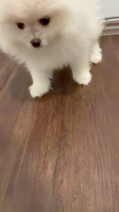 Pomeranian Kuster , a female Pomeranian for sale in Saint Cloud, FL – 2 of 2