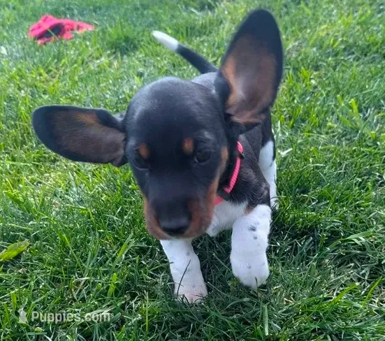 Abbey's Pink Collar Girl – Beagle, Miniature Dachshund puppy for sale in Saint James, MO