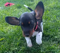 Abbey's Pink Collar Girl, a female Miniature Dachshund for sale in Saint James, MO – 1 of 7