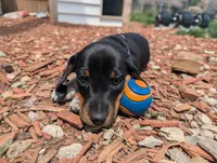 Abbey's Purple Collar Girl, a female Beagle and Miniature Dachshund for sale in Saint James, MO – 4 of 7