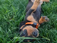 Isla's Orange Collar Boy, a male Miniature Dachshund for sale in Saint James, MO – 7 of 10