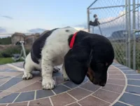 Isla's Red Collar Girl, a female Beagle and Miniature Dachshund for sale in Saint James, MO – 6 of 8
