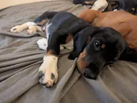 Abbey's Green Collar Boy, a male Beagle and Miniature Dachshund for sale in Saint James, MO – 2 of 4