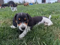 Isla's Sky Blue Collar Boy, a male Beagle and Miniature Dachshund for sale in Saint James, MO – 8 of 10