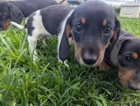 Isla's Red Collar Girl, a female Beagle and Miniature Dachshund for sale in Saint James, MO – 8 of 8