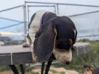 Isla's Purple Collar Girl, a female Beagle and Miniature Dachshund for sale in Saint James, MO – 2 of 10