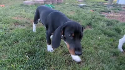 Paw Revere, a male Beagle and Miniature Dachshund for sale in Saint James, MO – 7 of 10