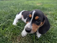 Isla's Black Collar Boy, a male Beagle and Miniature Dachshund for sale in Saint James, MO – 2 of 9