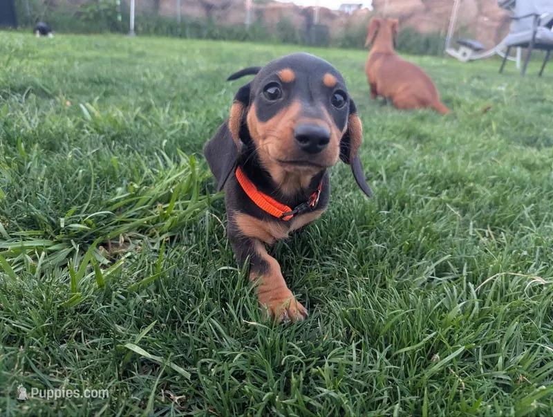 Isla's Orange Collar Boy – Miniature Dachshund puppy for sale in Saint James, MO