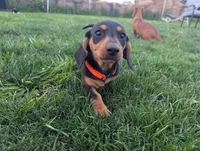 Isla's Orange Collar Boy, a male Miniature Dachshund for sale in Saint James, MO – 1 of 10