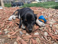 Abbey's Purple Collar Girl, a female Beagle and Miniature Dachshund for sale in Saint James, MO – 3 of 7
