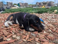 Abbey's Purple Collar Girl, a female Beagle and Miniature Dachshund for sale in Saint James, MO – 2 of 7