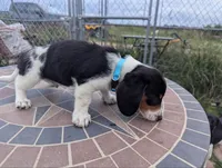 Isla's Sky Blue Collar Boy, a male Beagle and Miniature Dachshund for sale in Saint James, MO – 9 of 10