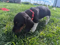 Abbey's Pink Collar Girl, a female Beagle and Miniature Dachshund for sale in Saint James, MO – 4 of 6
