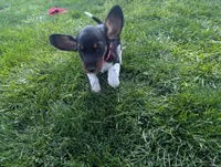 Abbey's Pink Collar Girl, a female Beagle and Miniature Dachshund for sale in Saint James, MO – 3 of 6