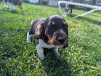 Abbey's Pink Collar Girl, a female Beagle and Miniature Dachshund for sale in Saint James, MO – 1 of 6