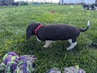 Abbey's Pink Collar Girl, a female Beagle and Miniature Dachshund for sale in Saint James, MO – 2 of 6