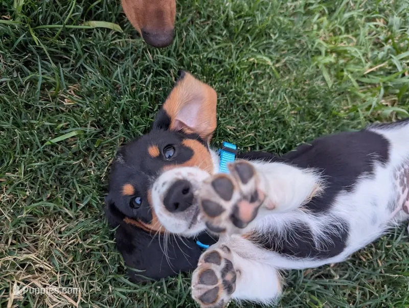 Isla's Sky Blue Collar Boy – Beagle, Miniature Dachshund puppy for sale in Saint James, MO