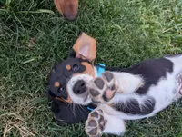 Isla's Sky Blue Collar Boy, a male Beagle and Miniature Dachshund for sale in Saint James, MO – 5 of 10