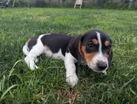 Isla's Black Collar Boy, a male Beagle and Miniature Dachshund for sale in Saint James, MO – 7 of 9