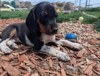 Abbey's Purple Collar Girl, a female Beagle and Miniature Dachshund for sale in Saint James, MO – 6 of 7