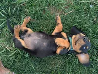 Isla's Green Collar Boy, a male Miniature Dachshund for sale in Saint James, MO – 8 of 10