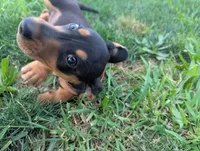 Isla's Orange Collar Boy, a male Miniature Dachshund for sale in Saint James, MO – 6 of 10