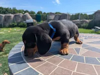 Isla's Blue Collar Boy, a male Beagle and Miniature Dachshund for sale in Saint James, MO – 4 of 10