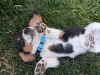 Isla's Sky Blue Collar Boy, a male Beagle and Miniature Dachshund for sale in Saint James, MO – 6 of 10