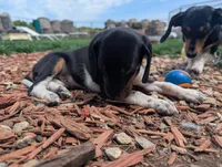 Abbey's Purple Collar Girl, a female Beagle and Miniature Dachshund for sale in Saint James, MO – 5 of 7