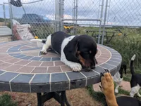 Isla's Red Collar Girl, a female Beagle and Miniature Dachshund for sale in Saint James, MO – 7 of 8