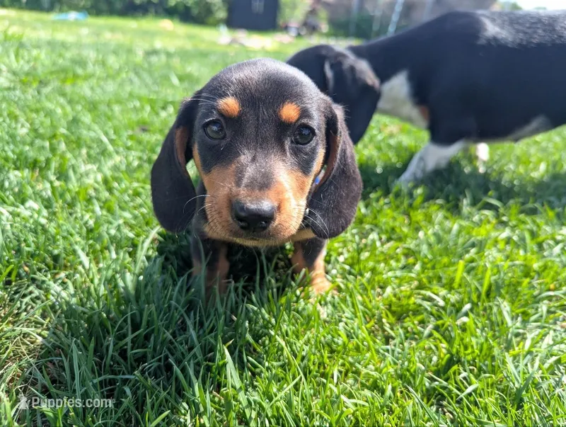 Isla's Blue Collar Boy – Beagle, Miniature Dachshund puppy for sale in Saint James, MO