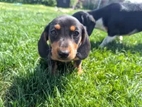Isla's Blue Collar Boy, a male Beagle and Miniature Dachshund for sale in Saint James, MO – 1 of 10