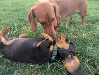 Isla's Green Collar Boy, a male Miniature Dachshund for sale in Saint James, MO – 6 of 10