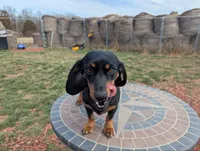 Stellar, a female Miniature Dachshund for sale in Saint James, MO – Photo 1 of 7