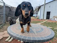 Stellar, a female Miniature Dachshund for sale in Saint James, MO – Photo 5 of 7
