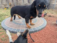 Stellar, a female Miniature Dachshund for sale in Saint James, MO – Photo 6 of 7