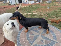 Stellar, a female Miniature Dachshund for sale in Saint James, MO – Photo 7 of 7