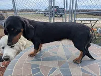 Stellar, a female Miniature Dachshund for sale in Saint James, MO – Photo 4 of 7
