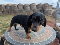 Stellar, a female Miniature Dachshund for sale in Saint James, MO – Photo 3 of 7