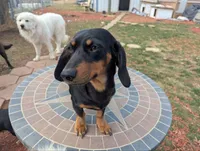 Stellar, a female Miniature Dachshund for sale in Saint James, MO – Photo 2 of 7