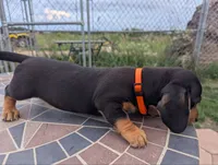 Isla's Orange Collar Boy, a male Miniature Dachshund for sale in Saint James, MO – 3 of 10