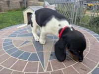 Isla's Red Collar Girl, a female Beagle and Miniature Dachshund for sale in Saint James, MO – 4 of 8