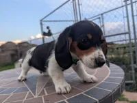 Isla's Sky Blue Collar Boy, a male Beagle and Miniature Dachshund for sale in Saint James, MO – 10 of 10