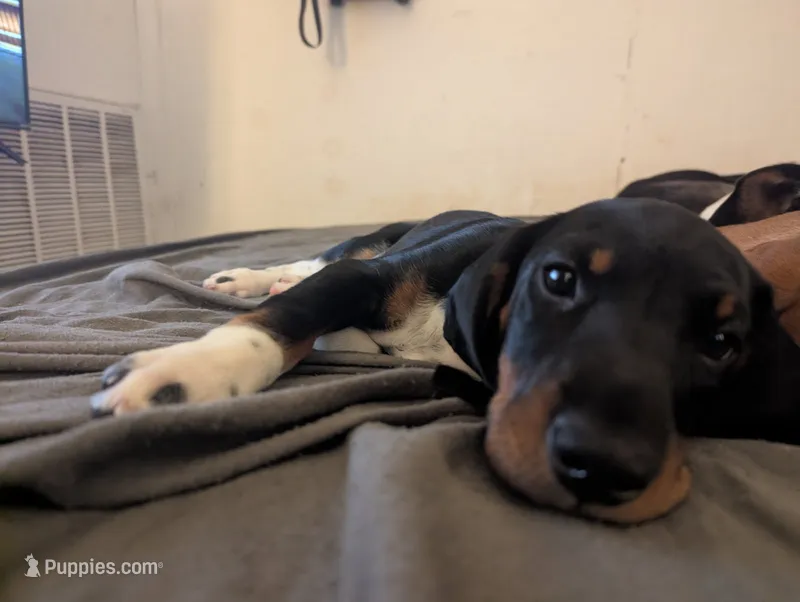 Abbey's Green Collar Boy – Beagle, Miniature Dachshund puppy on hold in Saint James, MO