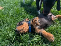 Isla's Blue Collar Boy, a male Beagle and Miniature Dachshund for sale in Saint James, MO – 7 of 10
