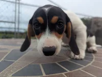 Isla's Purple Collar Girl, a female Beagle and Miniature Dachshund for sale in Saint James, MO – 6 of 10