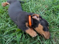 Isla's Orange Collar Boy, a male Miniature Dachshund for sale in Saint James, MO – 5 of 10